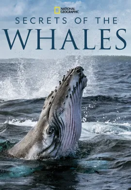 ดูหนังออนไลน์ฟรี ดูซีรี่ย์ฟรี Secrets of the Whales 2021 เต็มเรื่อง Ep1-4